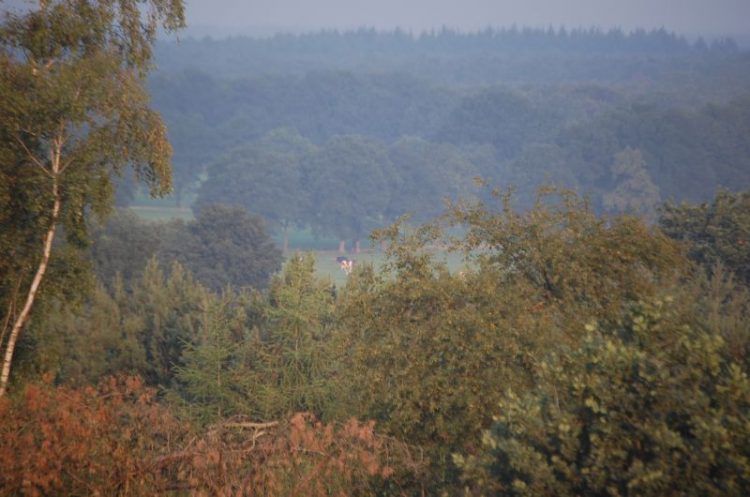 Wandeling voor vroege vogels en ontbijten op de Holterberg sallandse heuvelrug natuurdiorama 